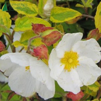 CISTUS GOLD PRIZE 30/40 Cont.3/4 L 