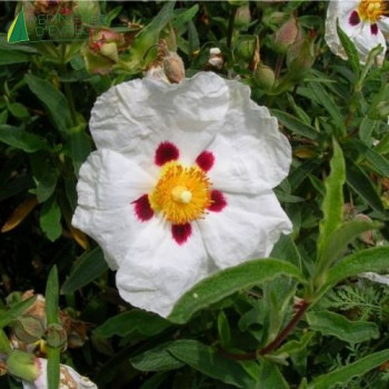 CISTUS x Purpureus Alan Fradd White