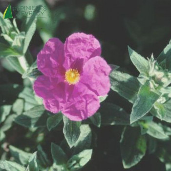 CISTUS x pulverulentus Sunset  Cont.2/2.5 L 