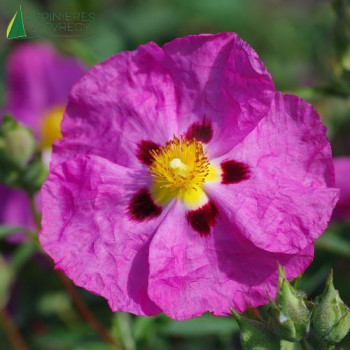 CISTUS x purpureus 30/40 Cont.3/4 L 