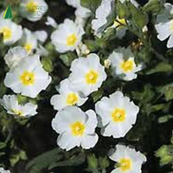 CISTUS florentinus 30/40 Cont.3/4 L 