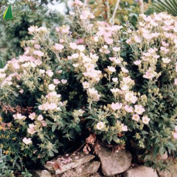 CISTUS xargenteus Silver pink