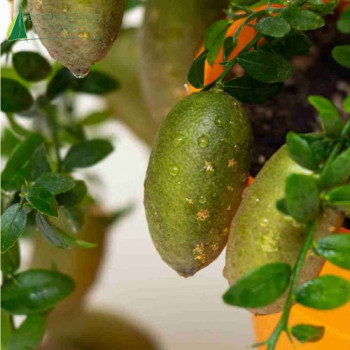 CITRUS australasica