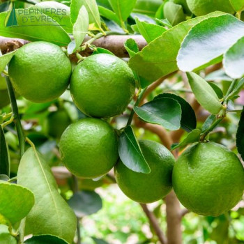 CITRUS Lime