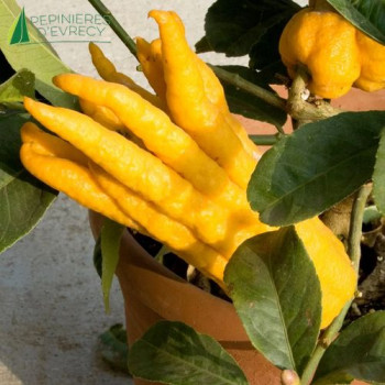 CITRUS medica digitata