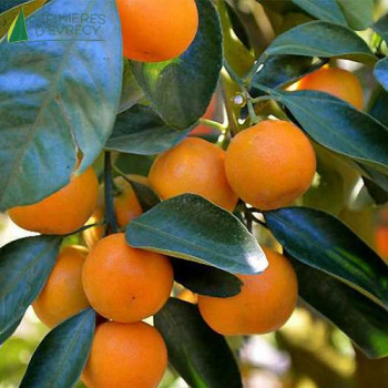 CITRUS nobilis