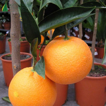 CITRUS sinensis