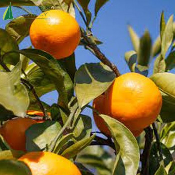 CITRUS unshiu Miyagawa 40/60 Cont.3/4 L 