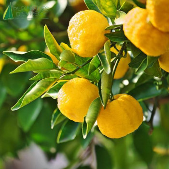 CITRUS Yuzu 40/60 Cont.3/4 L 