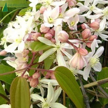 CLEMATIS arm. Apple Blossom 100/125 Cont.3/4 L 
