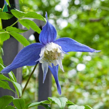 CLEMATIS alpina Frances Rivis