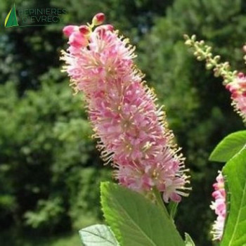 CLETHRA alnifolia Pink Spire