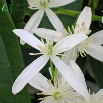CLEMATIS armandii Snowdrift