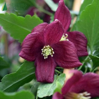 CLEMATIS cirrhosa Lansdowne Gem