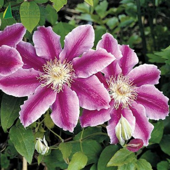 Clematis 'Dr Ruppel' 80/100 Cont.3/4 L 