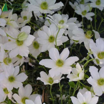 CLEMATIS Early Sentation