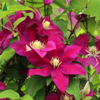 CLEMATIS Ernest Markham 125/150 Cont.5/7.5 L 