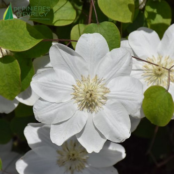 CLEMATIS Guernsey Cream