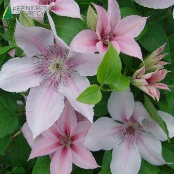 Clematis 'Jan Pawel II' 80/100 Cont.3/4 L 