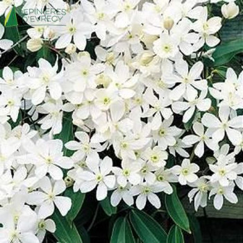 CLEMATIS armandii 80/100 Cont.3/4 L 