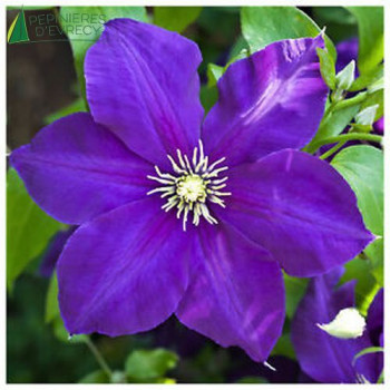 CLEMATIS Jackmanii