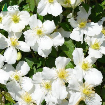 CLEMATIS montana Grandiflora