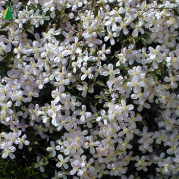 CLEMATIS montana Tetrarose 80/100 Cont.3/4 L 