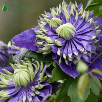 CLEMATIS Taiga