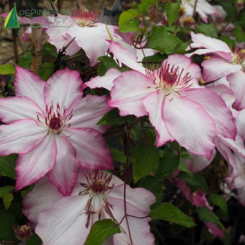 CLEMATIS Omoshiro