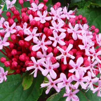 CLERODENDRUM Bungei