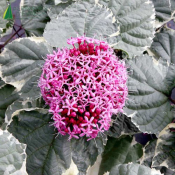 CLERODENDRUM Bungei Pink Diamond