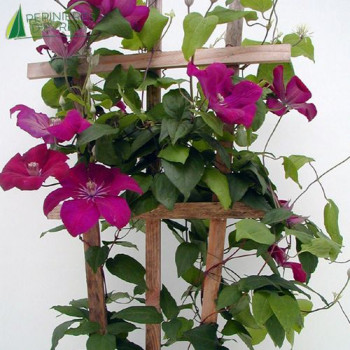 Clematis 'Rouge Cardinal' 80/100 Cont.3/4 L 