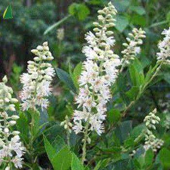 CLETHRA alnifolia