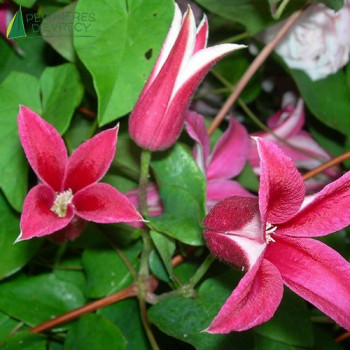 CLEMATIS texensis Princess Diana