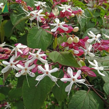 CLERODENDRUM trich. Fargesii