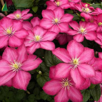 CLEMATIS Ville de Lyon