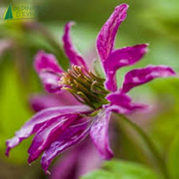 CLEMATIS vit Rosalyn