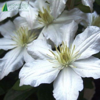 CLEMATIS White Arabella