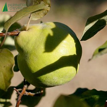 COGNASSIER Portugal (cydonia oblonga)