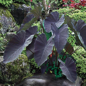COLOCASIA black magic  Cont.5/7.5 L 
