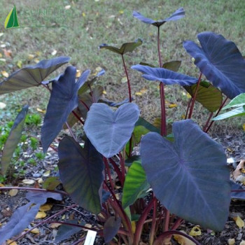 COLOCASIA x esculenta Madeira 40/60 Cont.5/7.5 L 