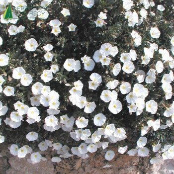 CONVOLVULUS cneorum