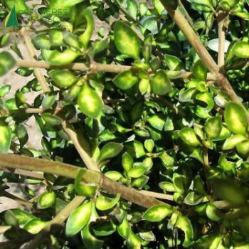 COPROSMA x beatson gold