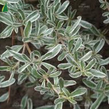 COPROSMA x kirkii Variegata