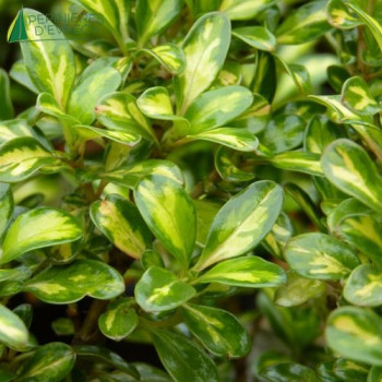 COPROSMA Lemon and Lime