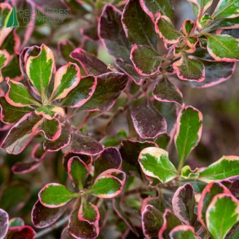 COPROSMA  Pacific Dawn
