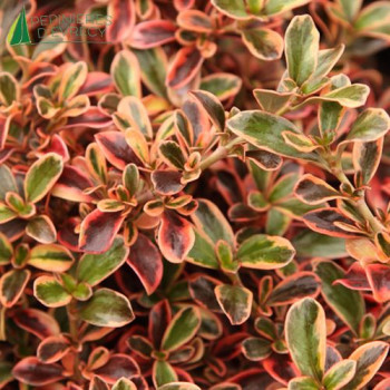 COPROSMA  Rainbow Surprise