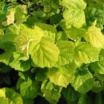 CORYLUS avellana Aurea