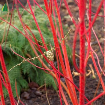 CORNUS alba Baton Rouge ®
