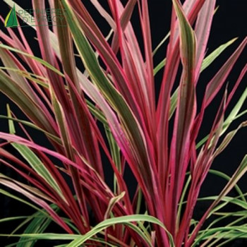 CORDYLINE australis Can Can®  Cont.5/7.5 L 
